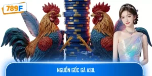 Nguồn Gốc Gà Asil: Hành Trình Của Những Chiến Binh Đá Gà