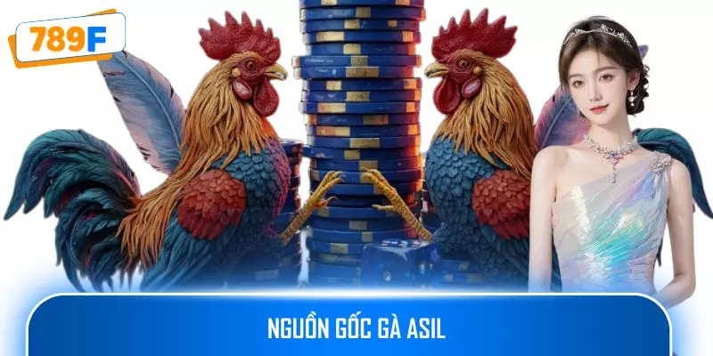 Nguồn Gốc Gà Asil: Hành Trình Của Những Chiến Binh Đá Gà 1 Nguồn Gốc Gà Asil: Hành Trình Của Những Chiến Binh Đá Gà