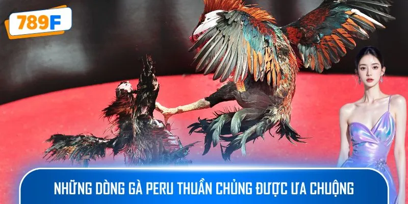 Những dòng gà Peru thuần chủng được ưa chuộng
