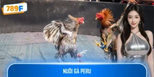 Nuôi Gà Peru – Hướng Dẫn Tạo Ra Những Chiến Kê Xuất Sắc