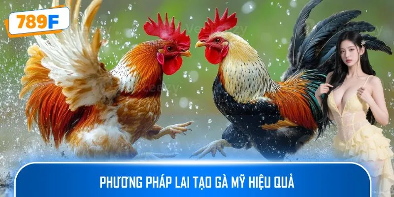 Trại Gà Mỹ Cung Cấp Giống Gà Chiến Chất Lượng Cao Uy Tín 3 Phương pháp lai tạo gà Mỹ hiệu quả