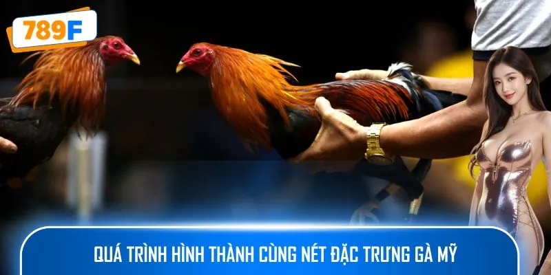 Quá trình hình thành cùng nét đặc trưng gà Mỹ