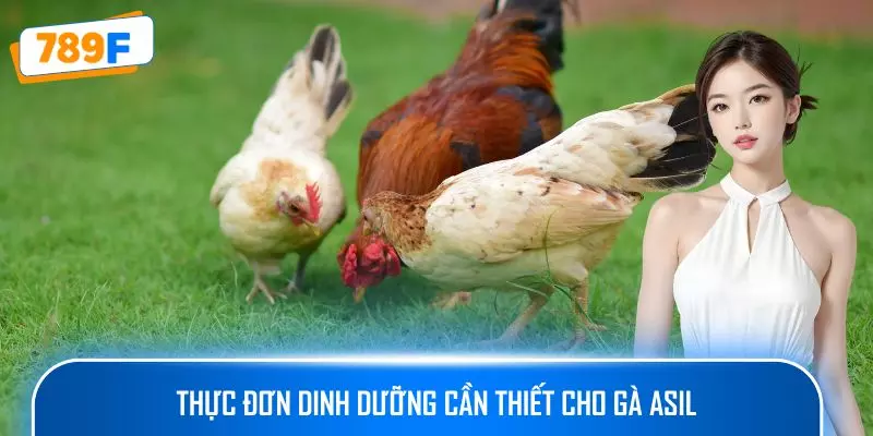 Thực đơn dinh dưỡng cần thiết cho gà Asil