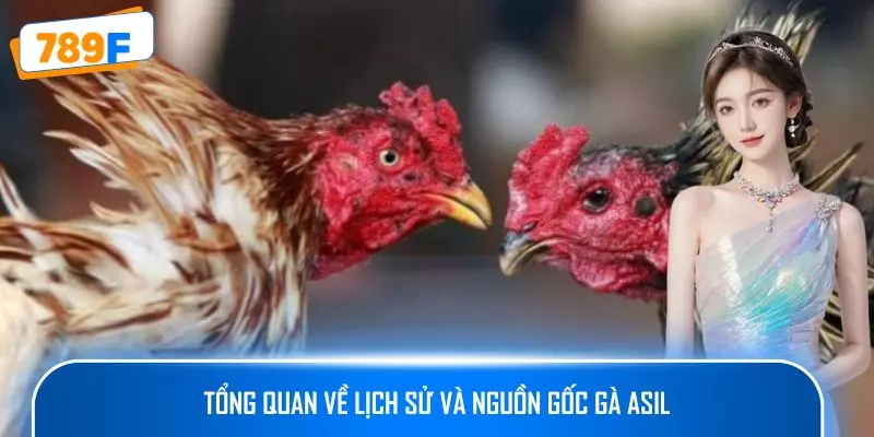 Các Dòng Gà Mỹ Săn Chắc: Sức Bền Và Phản Xạ Vượt Trội 2 Tổng quan về lịch sử và nguồn gốc gà Asil