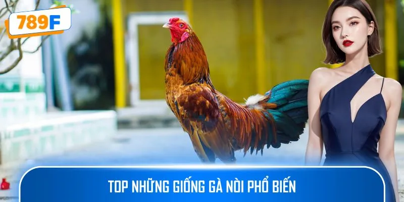 Các Dòng Gà Mỹ Săn Chắc: Sức Bền Và Phản Xạ Vượt Trội 2 Top những giống gà nòi phổ biến