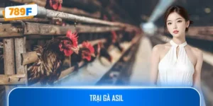 Trại Gà Asil – Địa Chỉ Uy Tín Nuôi Dưỡng Chiến Kê Bất Bại