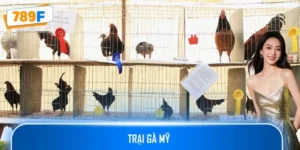 Trại Gà Mỹ Cung Cấp Giống Gà Chiến Chất Lượng Cao Uy Tín