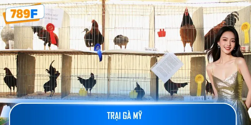 Trại Gà Mỹ Cung Cấp Giống Gà Chiến Chất Lượng Cao Uy Tín