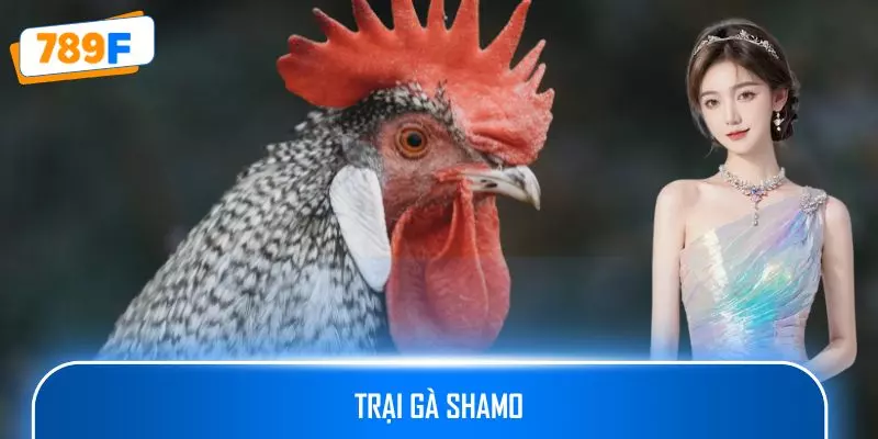 Trại Gà Shamo: Nơi Hội Tụ Chiến Kê Nhật Thuần Chủng Đẳng Cấp 1 Trại Gà Shamo: Nơi Hội Tụ Chiến Kê Nhật Thuần Chủng Đẳng Cấp