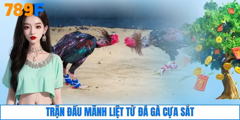 Trận đấu mãnh liệt từ đá gà cựa sắt